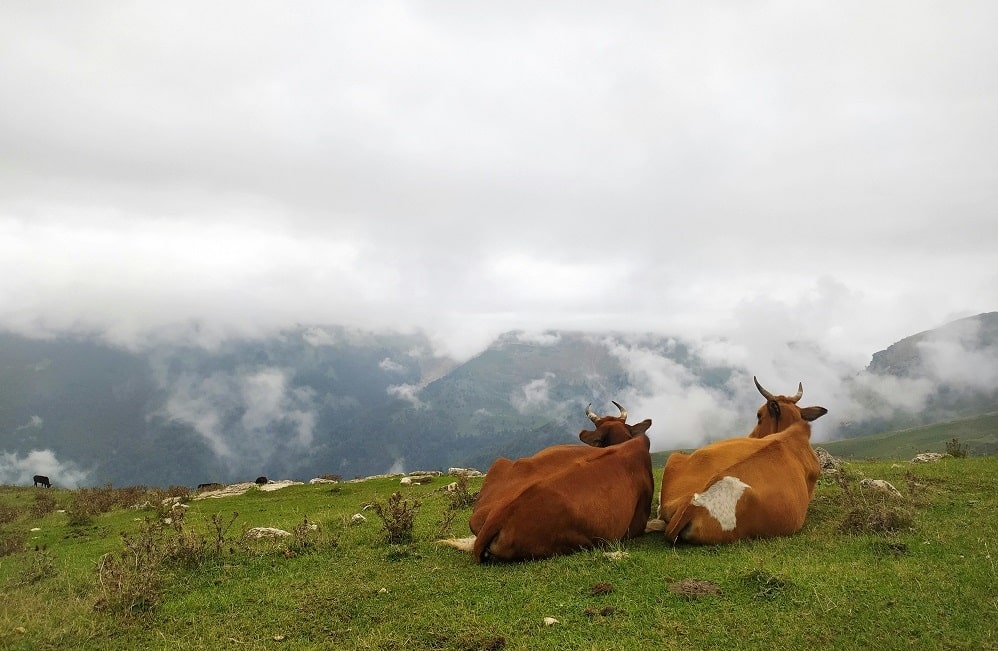 Masal Travel Guide